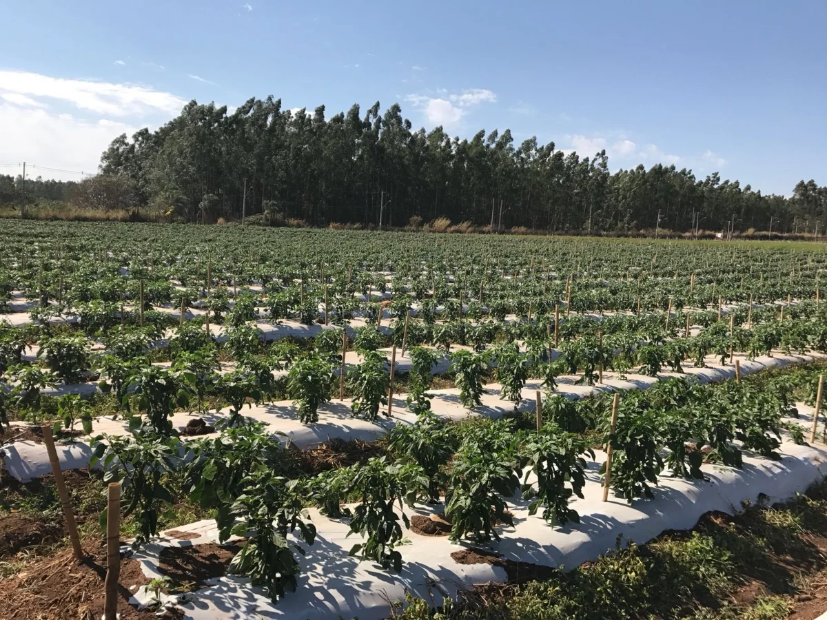 Plantação de pimenta em fileiras, com eucaliptos ao fundo