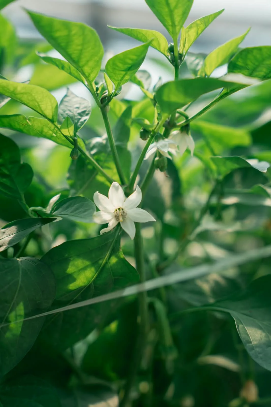 Flor branca de pimenta na planta