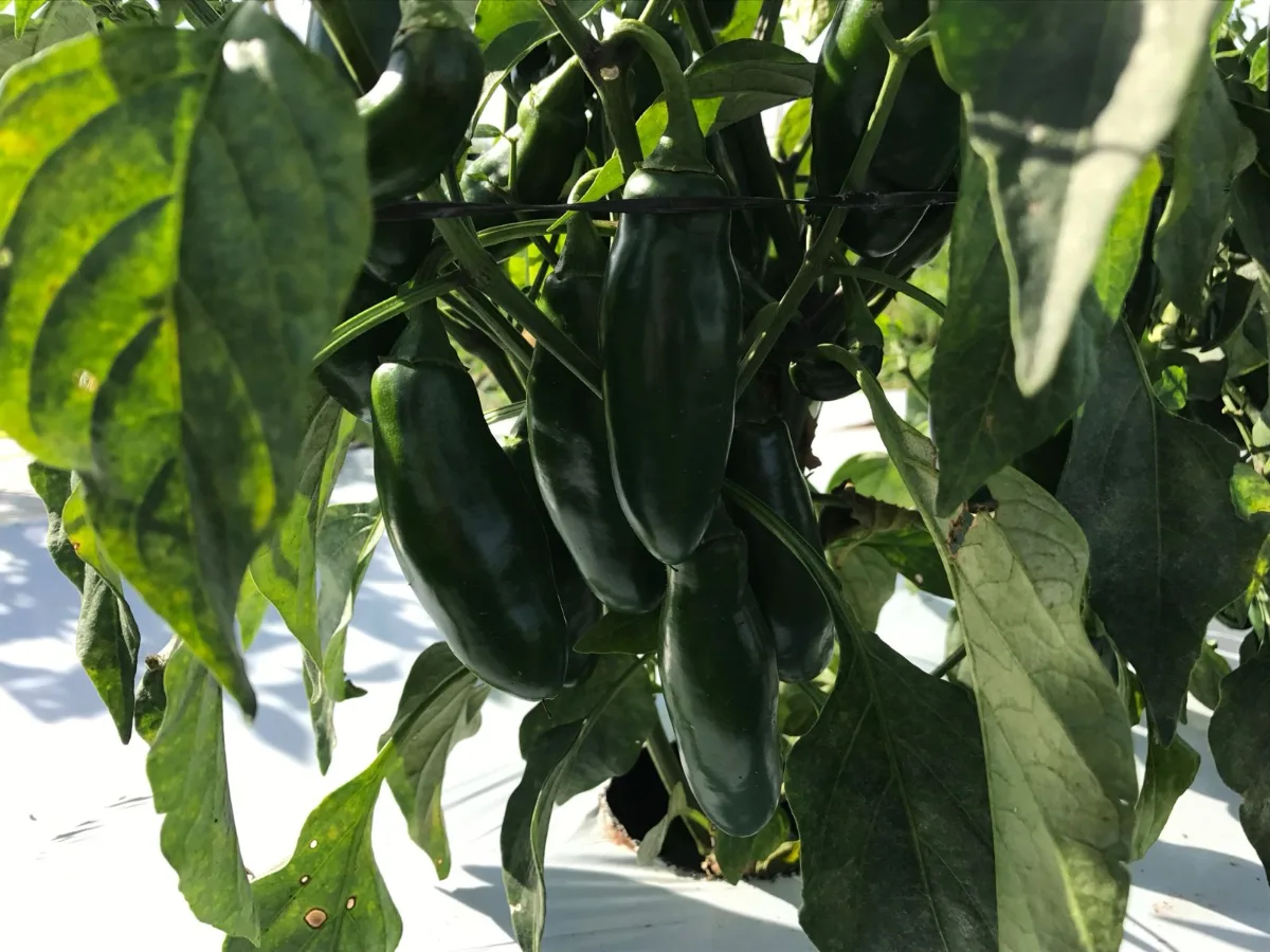 Jalapeños verdes maduros no pé