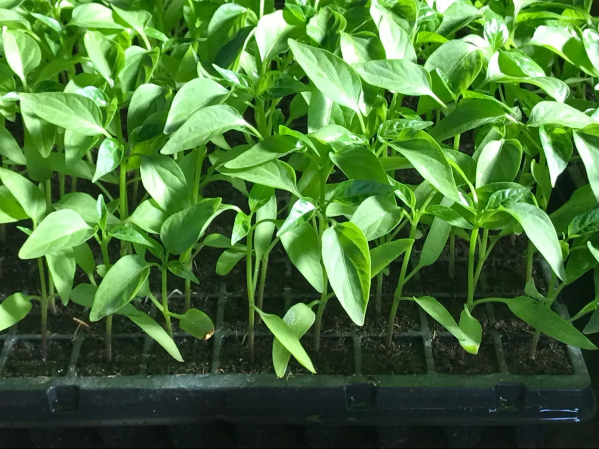 Mudas de pimenta em bandeja de germinação